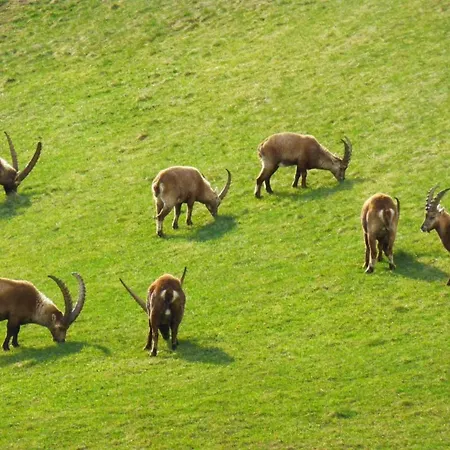 Chesa Azalea 3 Klein By Interhome דירה פונטרסינה