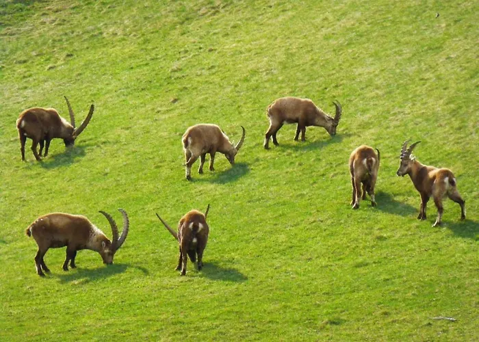 Chesa Azalea 3 Klein By Interhome Appartamento Pontresina